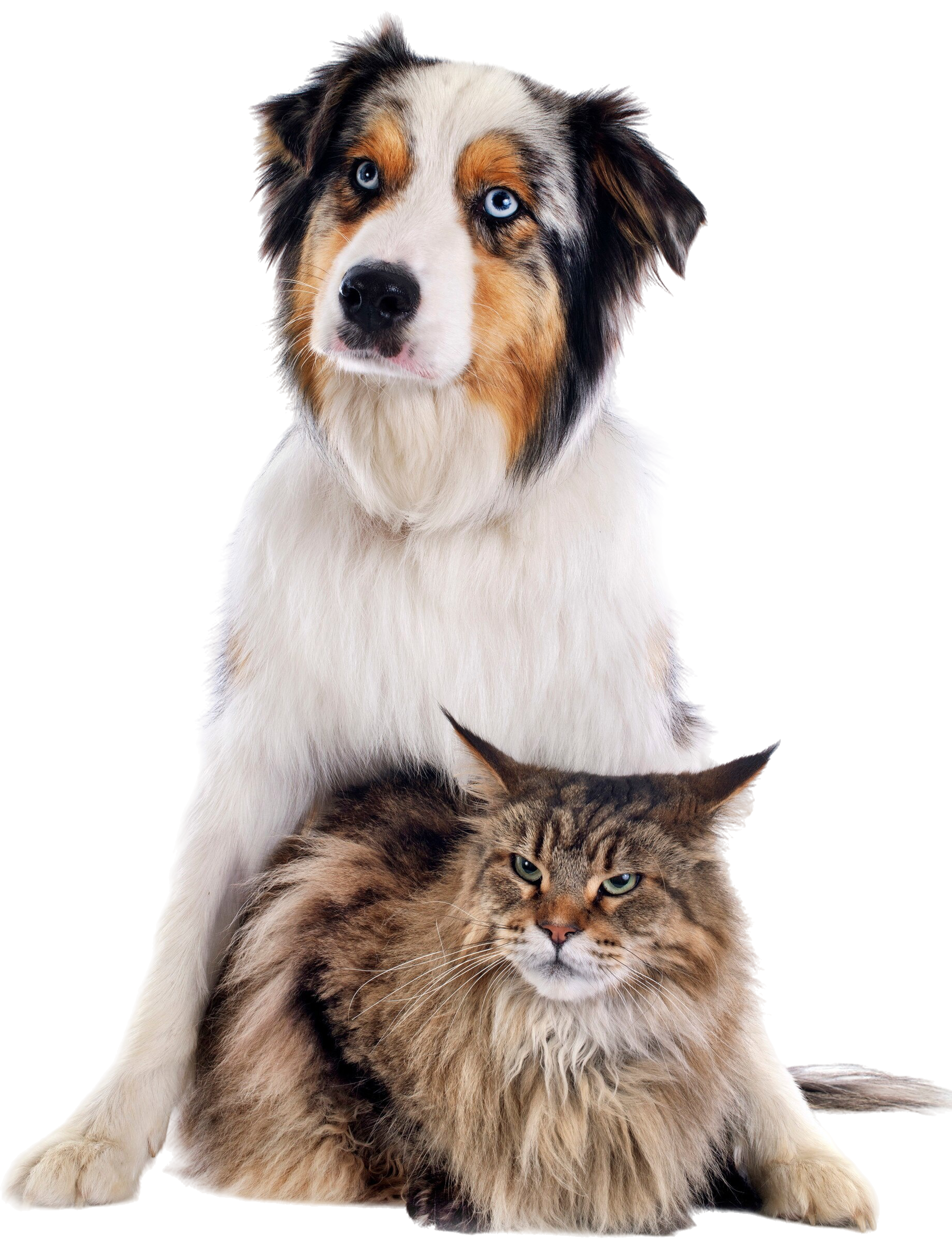 hund-und-katze